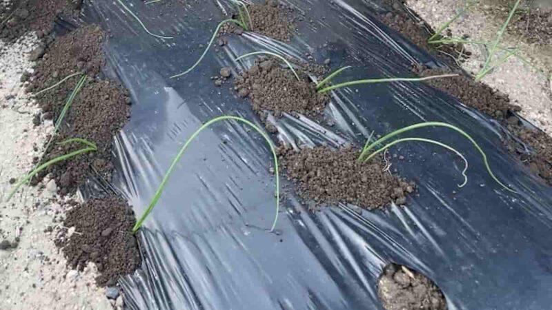 野菜栽培を助けるマルチング作業を実践するいろはに農園の畑風景