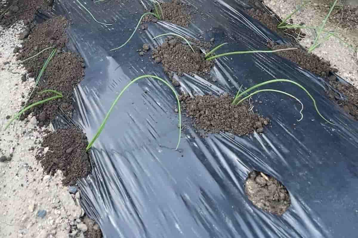 野菜栽培を助けるマルチング作業を実践するいろはに農園の畑風景