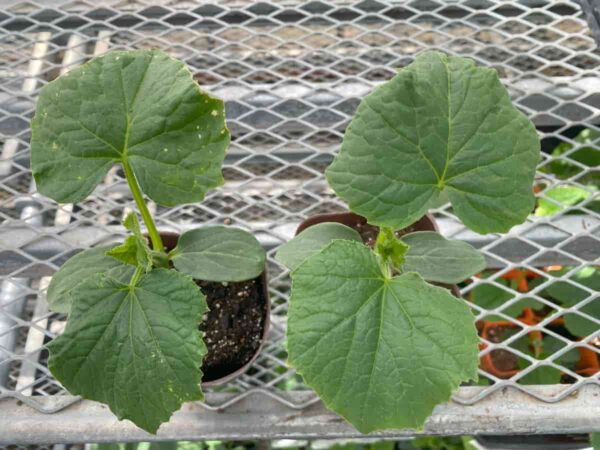 初心者向け苗選びのコツ②|病気や虫の被害がない