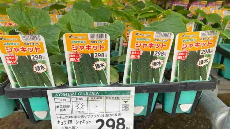 育てやすい定番品種キュウリ「シャキット」の苗