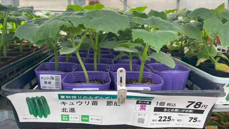 初心者におすすめのキュウリ苗「北進」が並ぶ売り場写真