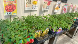 苗の植え付け方の基本：移植栽培方法