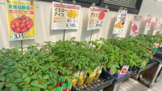 苗の植え付け方の基本:移植栽培方法