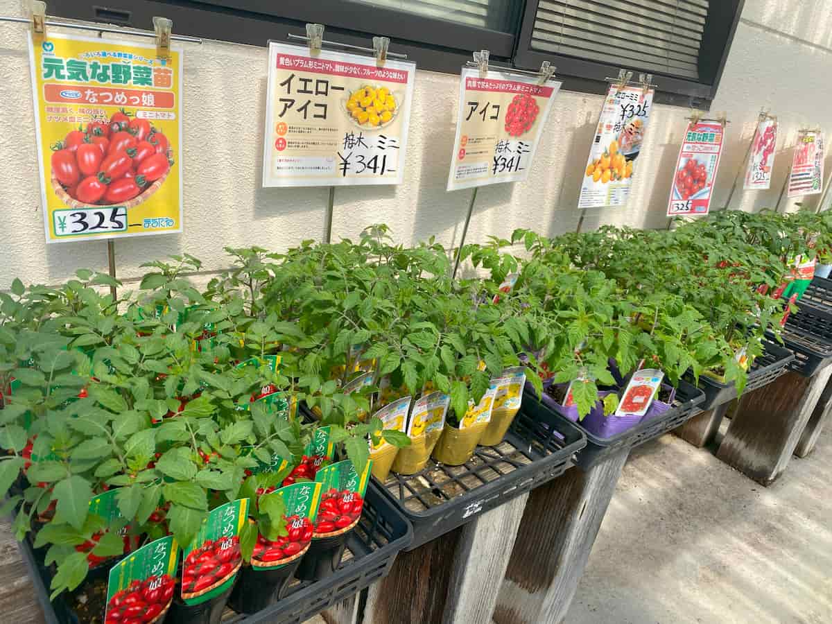 初心者にもおすすめのトマト苗が並ぶ売り場の風景