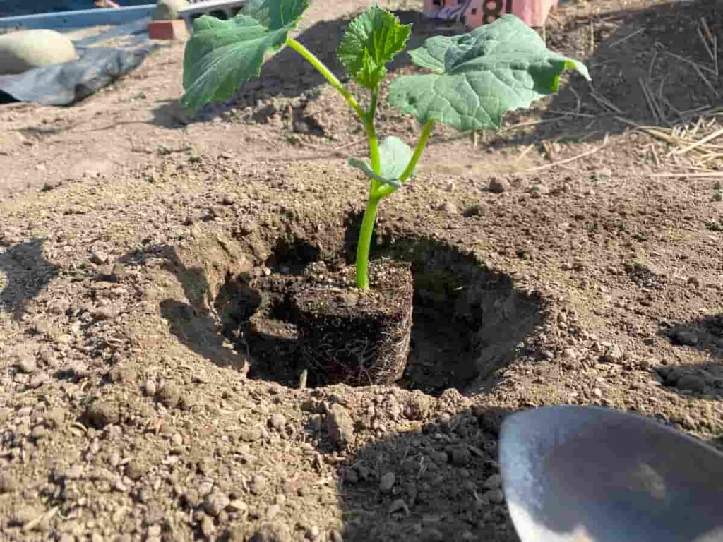 根鉢（根のかたまり）は崩さずそっと植える
