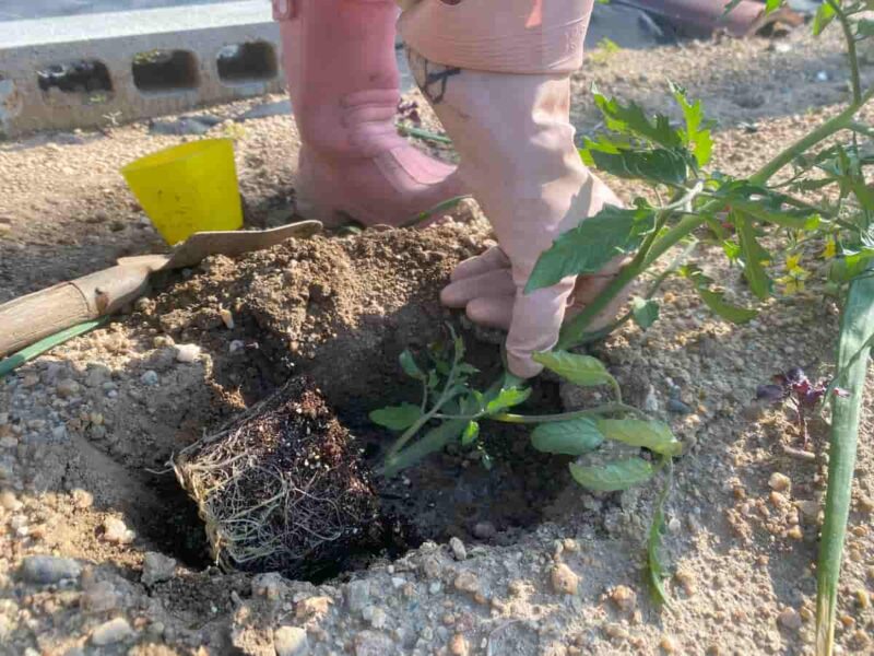 効率的なトマト栽培のための寝かせ植えの手順を写真で紹介