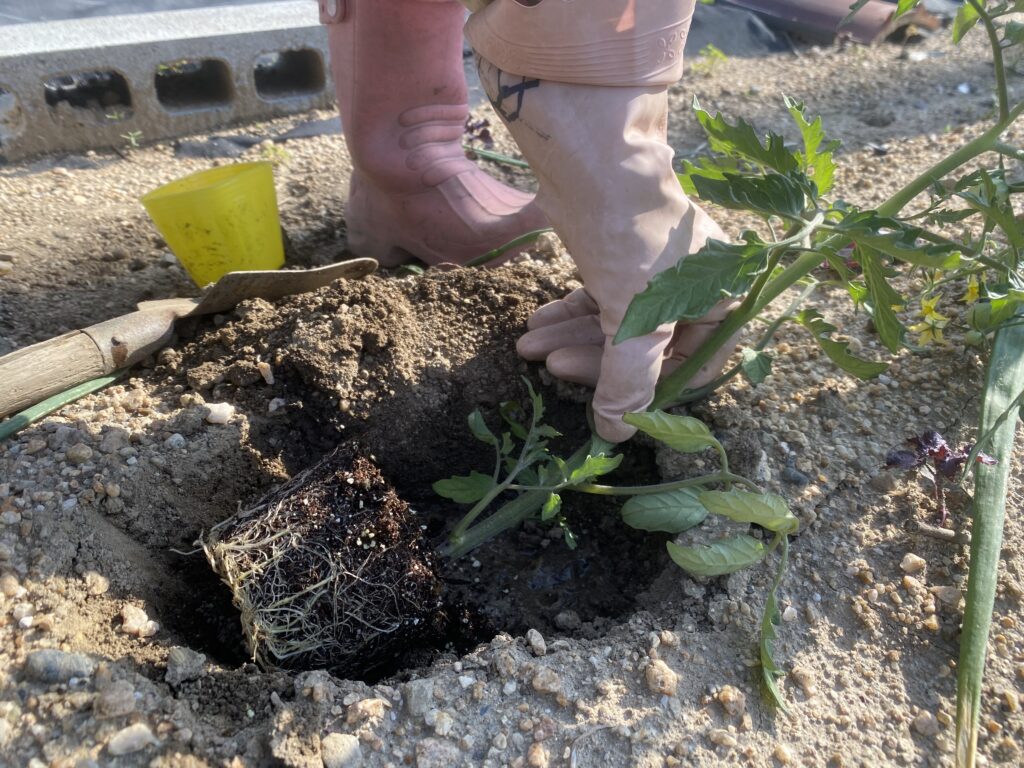 効率的なトマト栽培のための寝かせ植えの手順を写真で紹介