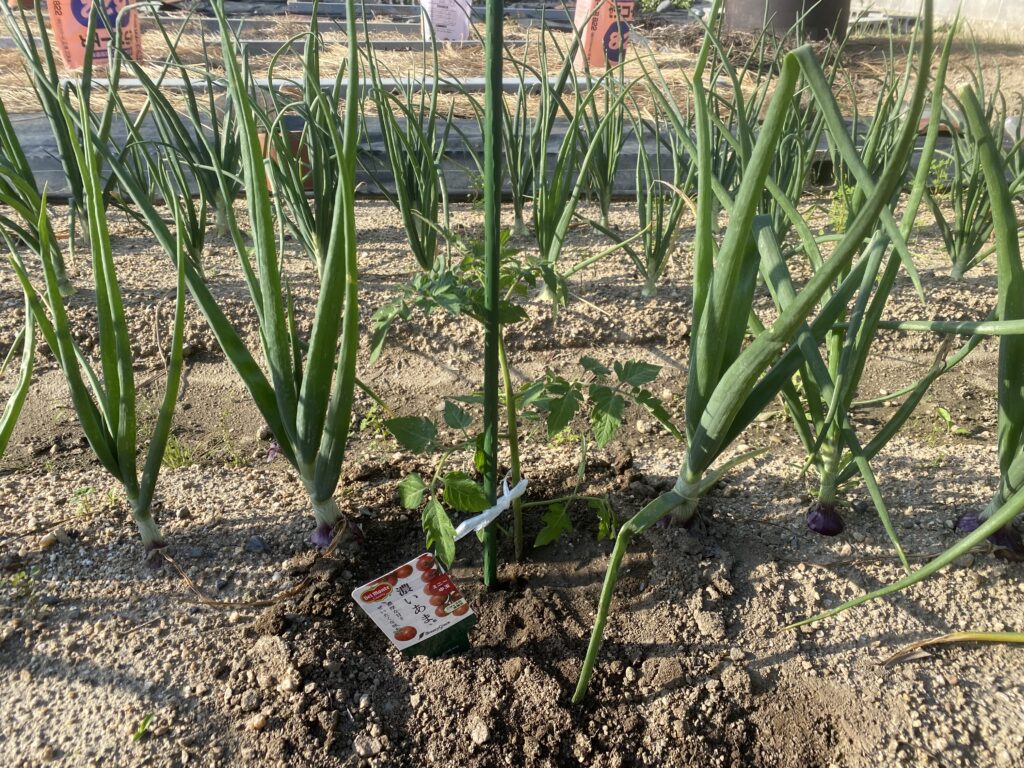 2025年春に植えたトマト苗の植え付け直後の様子
