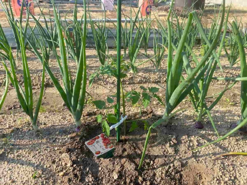 2025年春に植えたトマト苗の植え付け直後の様子