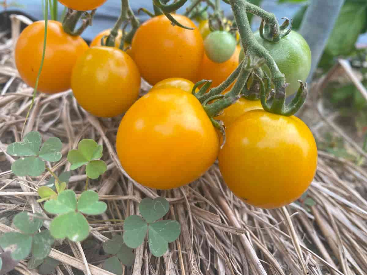 いろはに農園で収穫したミニトマトの写真