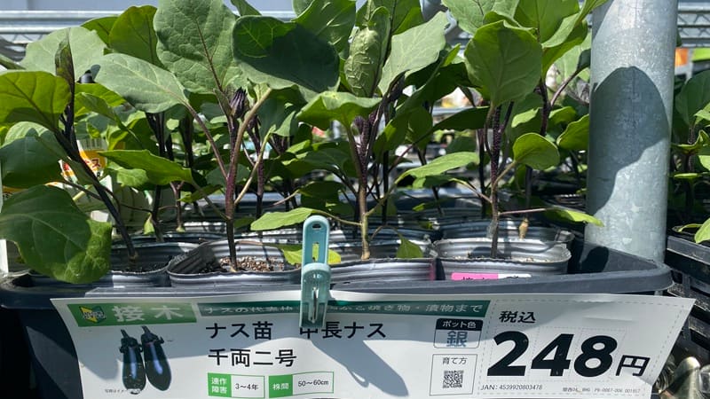 ナス（千両二号）