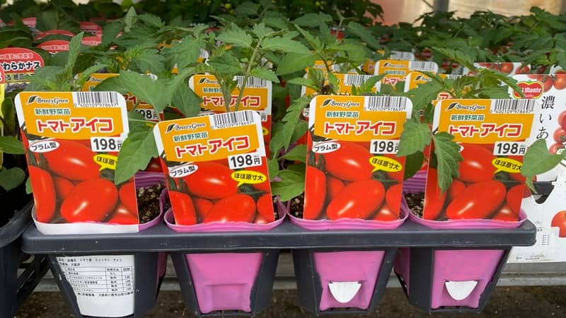 ミニトマト（アイコ）