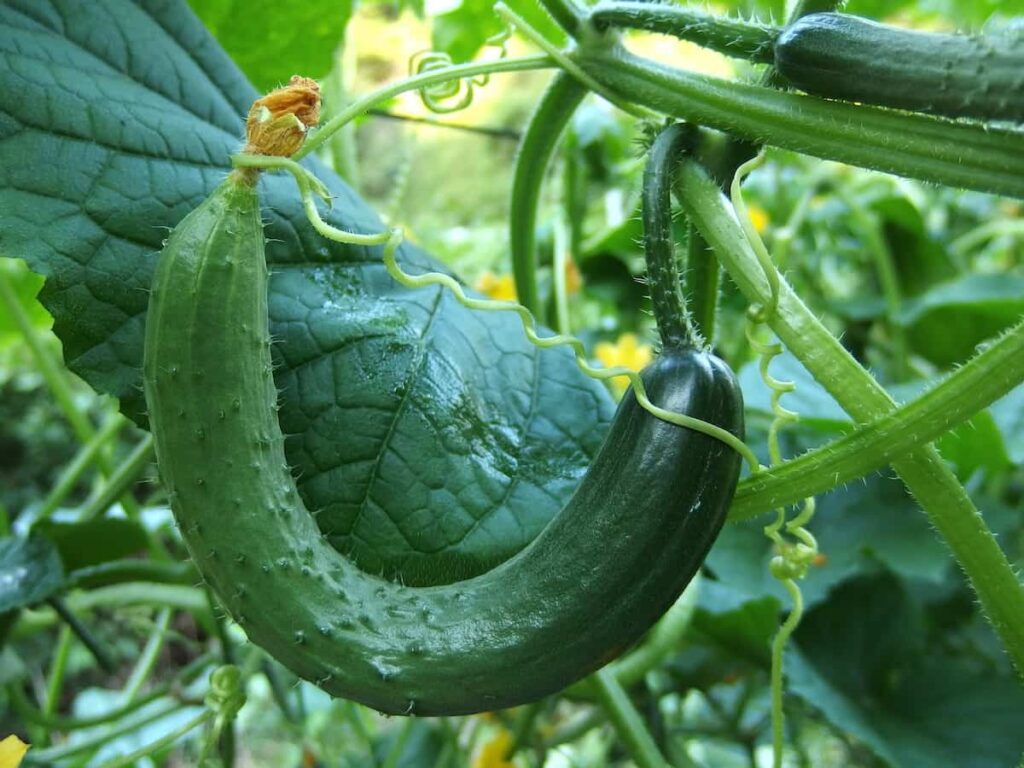 水不足・肥料不足で曲がったキュウリの実|家庭菜園の失敗例