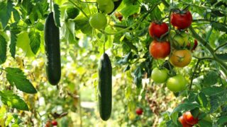 【初心者でも安心！家庭菜園で育てやすい夏野菜5選】作り方と注意点を詳しく解説