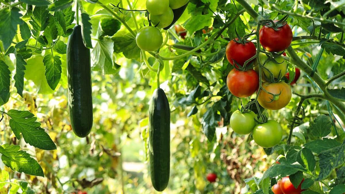 夏野菜トマトとキュウリの写真