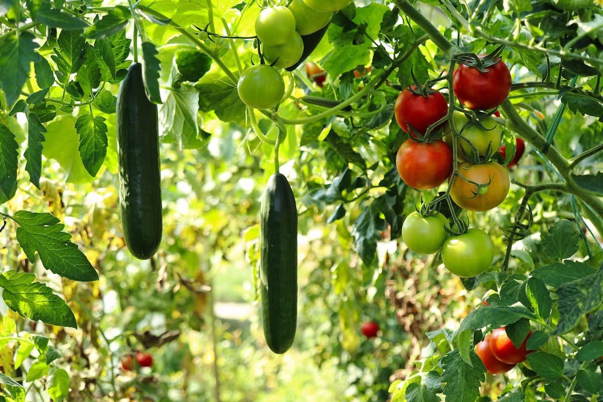 夏野菜トマトとキュウリの写真