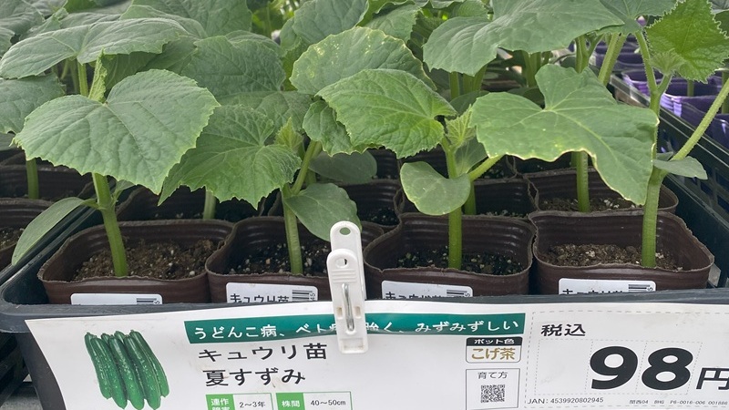 初心者におすすめのキュウリ苗「夏すずみ」が並ぶ売り場写真