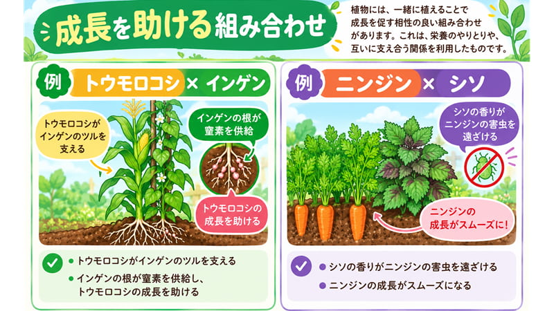 成長を助ける組み合わせ
