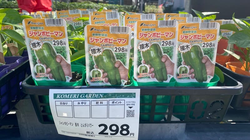 接ぎ木苗のピーマン