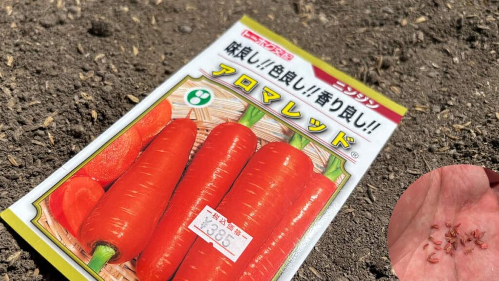 ニンジン(アロマレッド)のばら播き