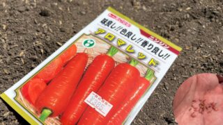 【これだけは押さえたい】直播き栽培方法
