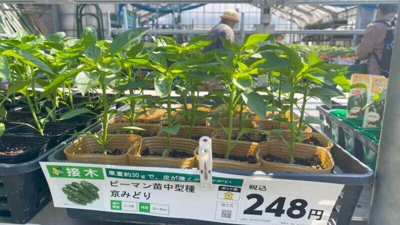 京みどりの苗