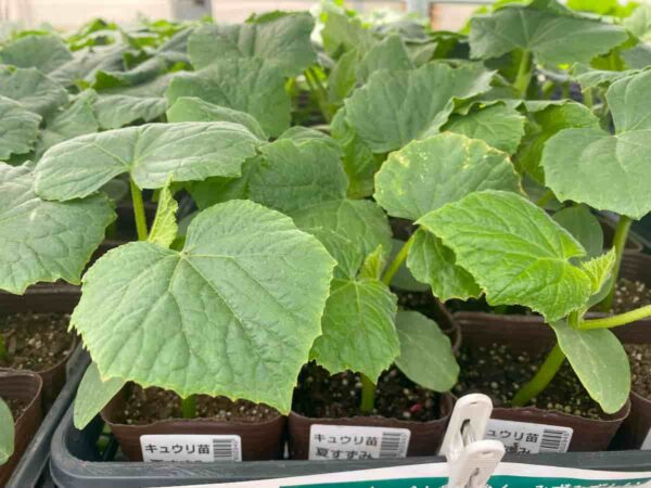 初心者向け苗選びのコツ①|元気な苗は茎がしっかりしている