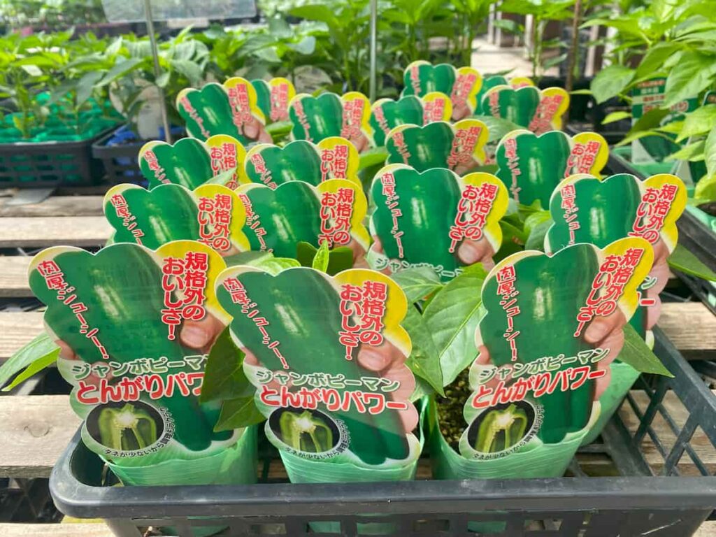 とんがりパワーの苗
