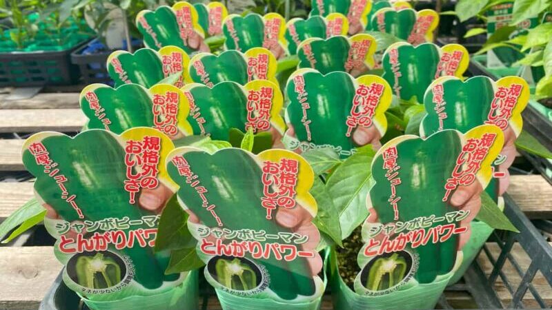 とんがりパワーの苗