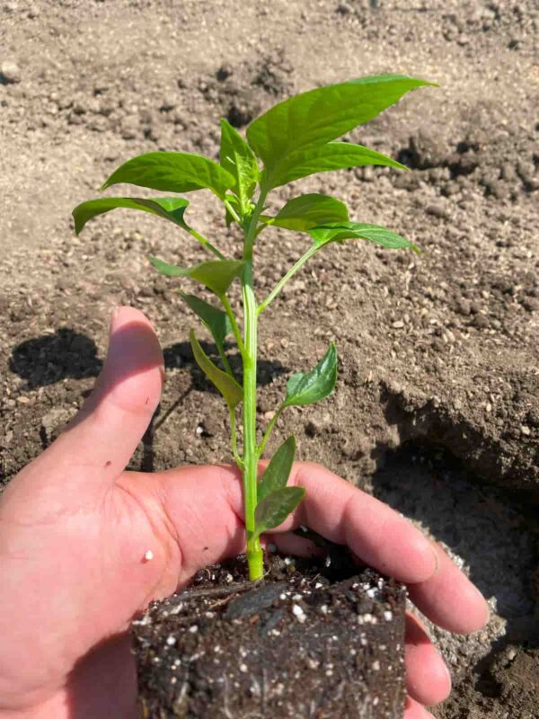 2025年春にいろはに農園でピーマン苗を植えた様子1