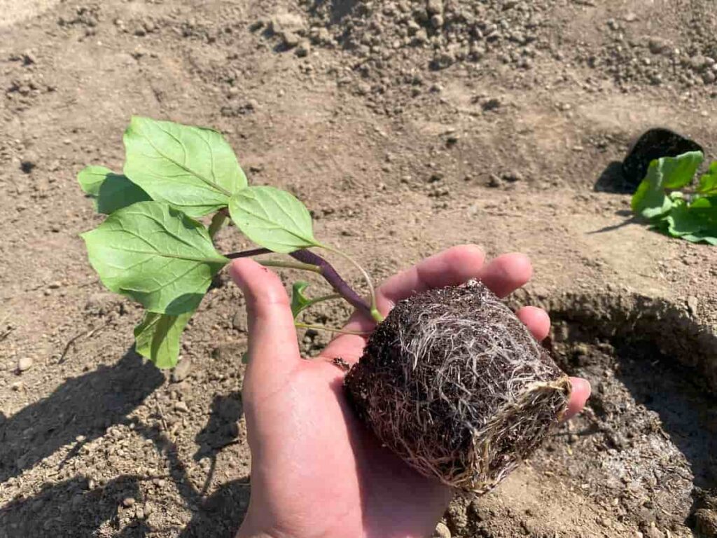 ナス苗を植える前の根の様子