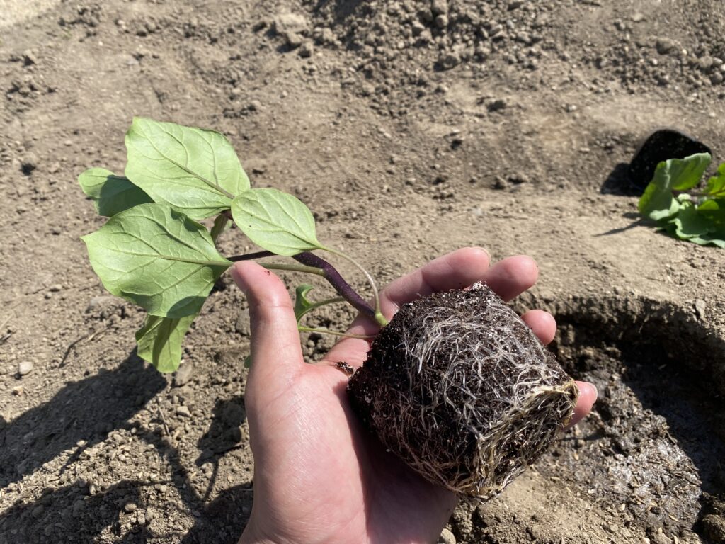 ナス苗を植える前の根の様子