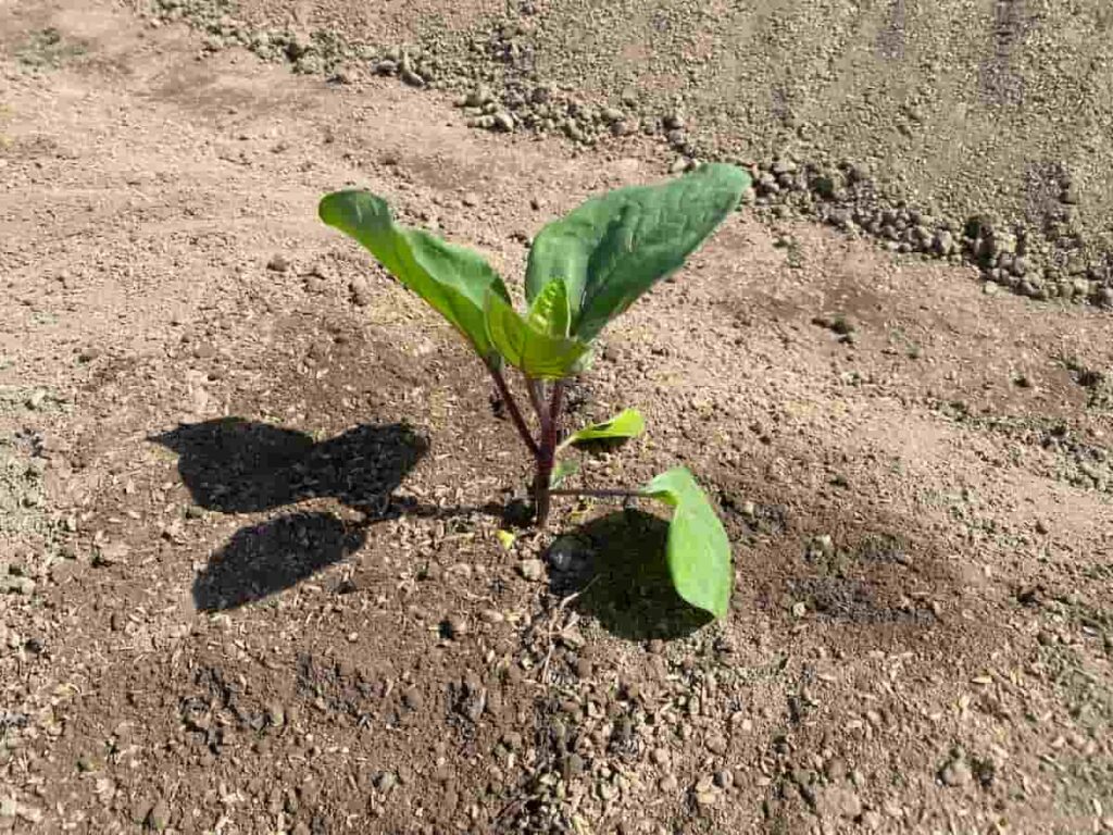 2025年春にいろはに農園でナス苗を植えた家庭菜園の様子