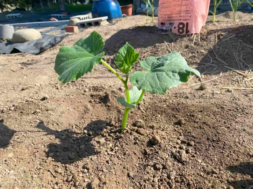 家庭菜園初心者向け｜ポット苗を植えるた後の写真