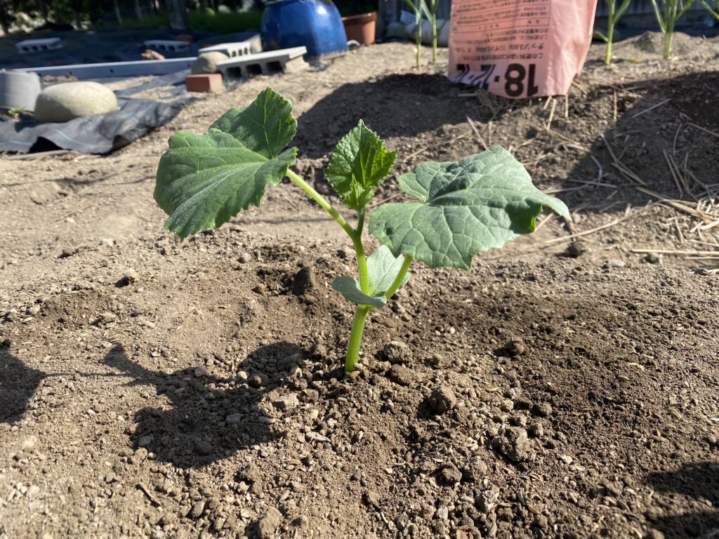 いろはに農園の畑に植え付けたキュウリの苗