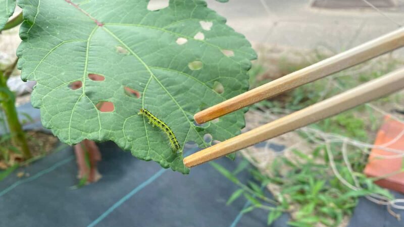 フタトガリアオイガの駆除