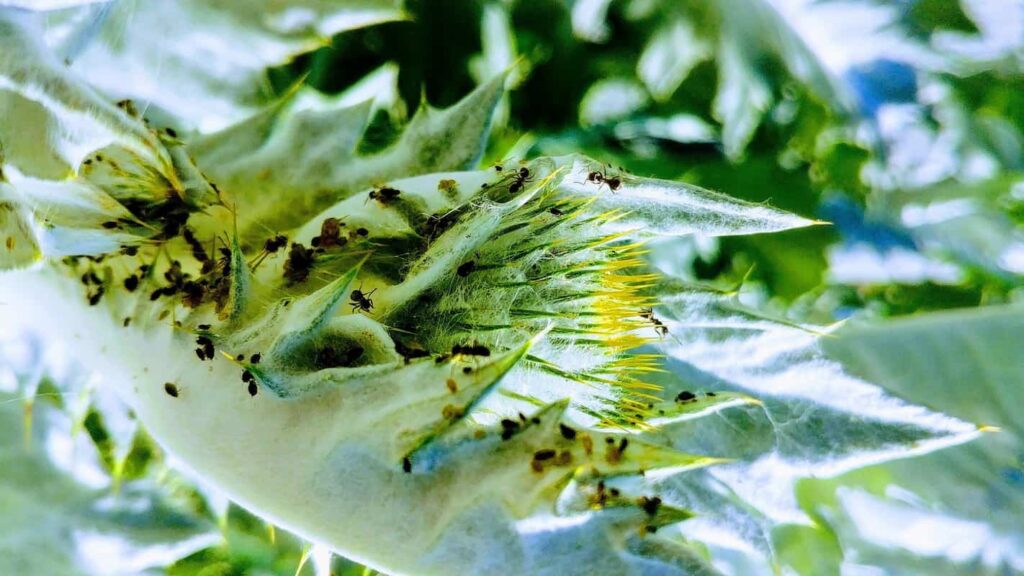 ワタアブラムを捕食しているテントウムシの様子