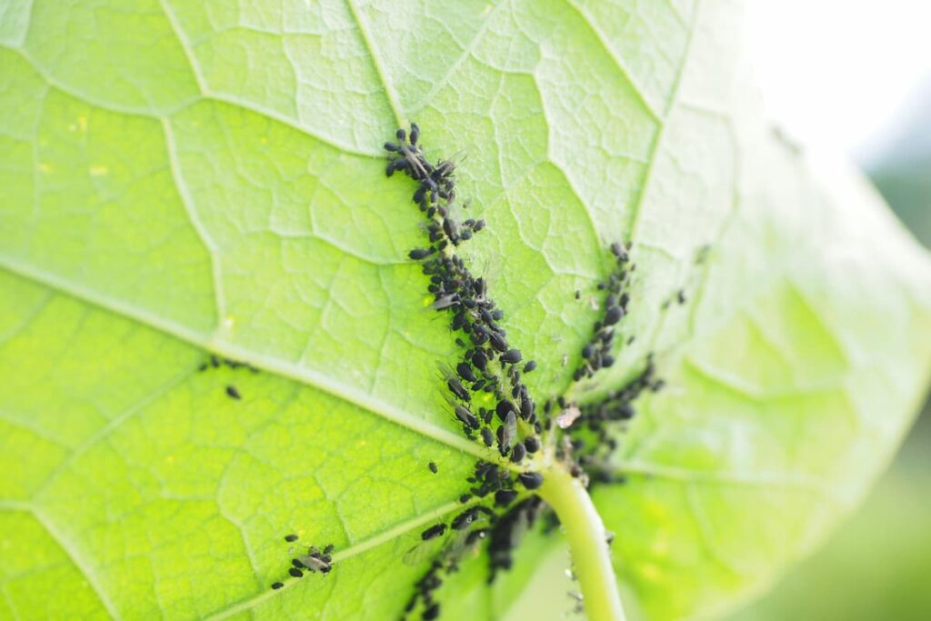 マメアブラムシを捕食しているテントウムシの様子