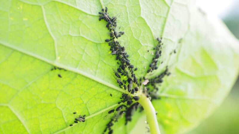 マメアブラムシを捕食しているテントウムシの様子