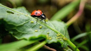 【家庭菜園で気をつけたい】アブラムシの被害とその対策