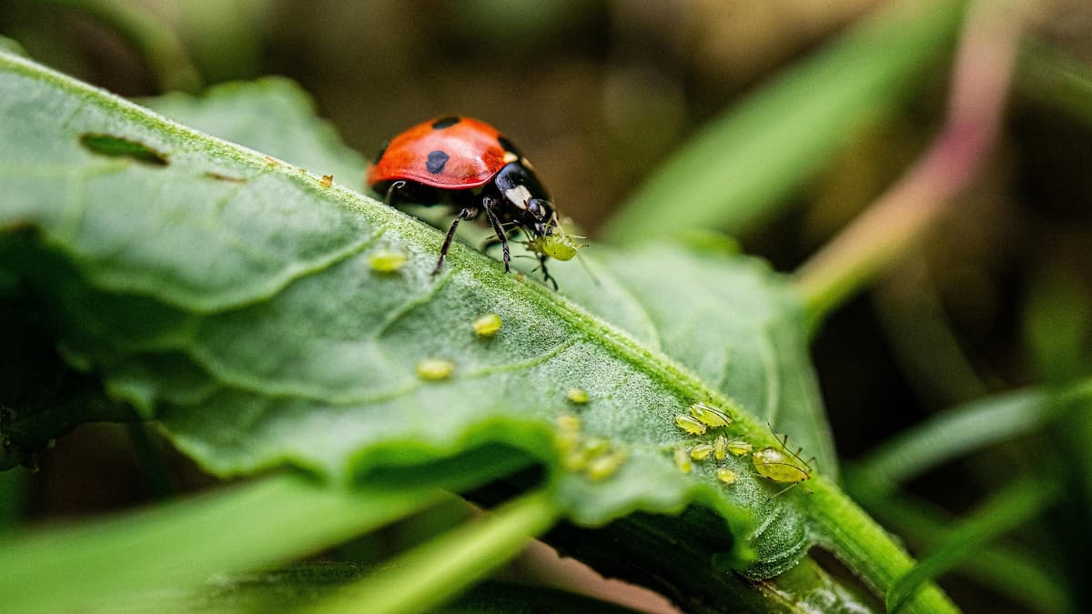 葉の上でアブラムシを捕食しているテントウムシの様子