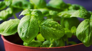 バジルとコンパニオンプランツの魅力|育て方から害虫対策まで【初心者向け】