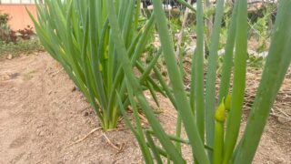 【家庭菜園で気をつけたい】さび病の症状と対策方法ガイド