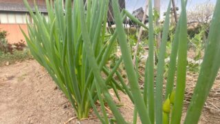 【家庭菜園で気をつけたい】さび病の症状と対策方法ガイド