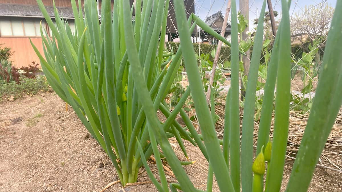 ネギの葉にオレンジ色や茶褐色のさび病の斑点が出ている様子