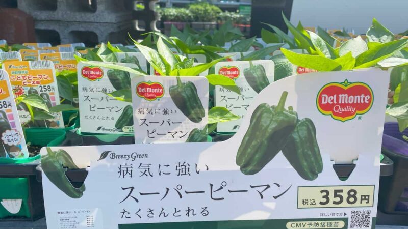 病気に強いピーマン品種「スーパーピーマン」の苗(デルモンテ)