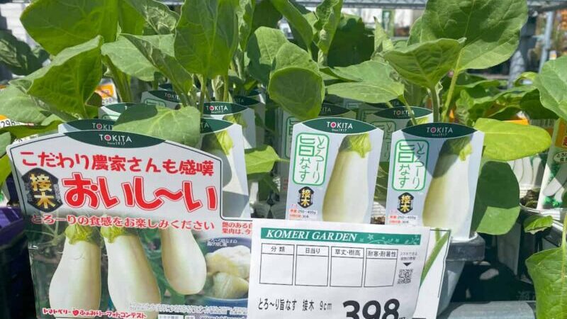 ナスの接ぎ木苗