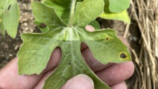 【家庭菜園で気をつけたい】炭疽病(たんそびょう)の症状とその対策