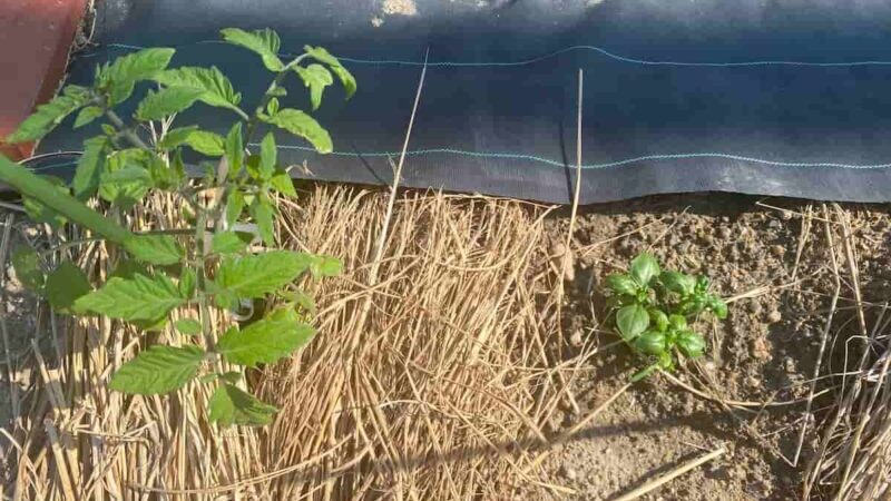 トマトの苗のそばにバジルが一緒に育っている家庭菜園の様子