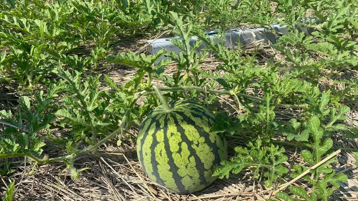 いろはに農園で栽培したスイカ